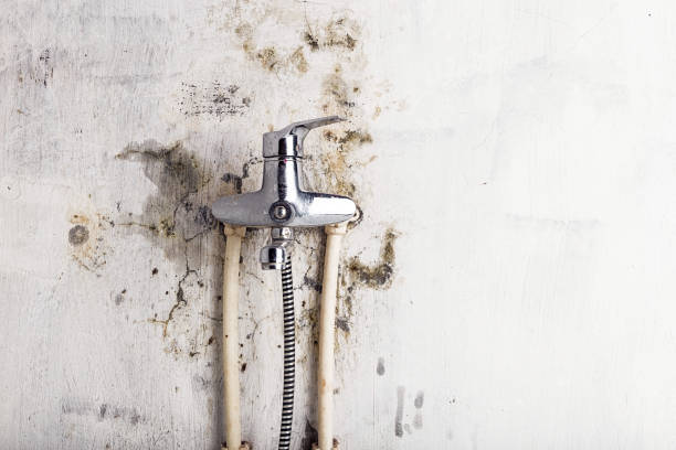 Reliable Park River, ND Mold Removal Solutions