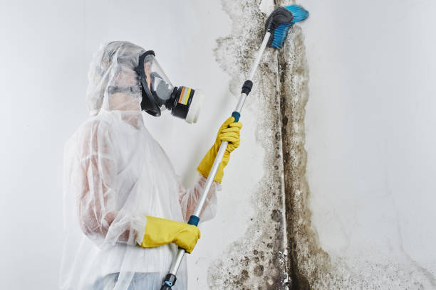 Best Toxic Mold Removal  in Park River, ND