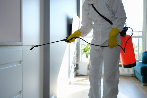 Best Fast Mold Removal  in Park River, ND