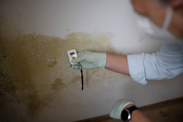 Best Emergency Mold Removal  in Park River, ND