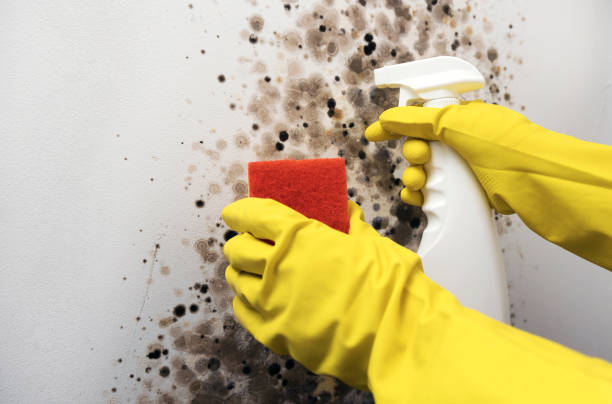 Best Commercial Mold Removal  in Park River, ND
