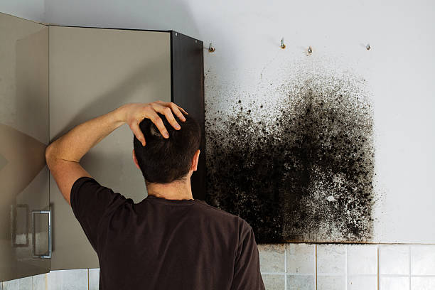 Best Mold Testing  in Park River, ND