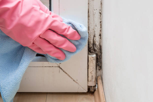 Best Mold Testing  in Park River, ND